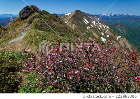 從峰櫻花盛開的谷川山脈山脊上眺望白雪皚皚的苗場山 從峰櫻花盛開的谷川山脈山脊上眺望白雪皚皚的苗場山 122968396