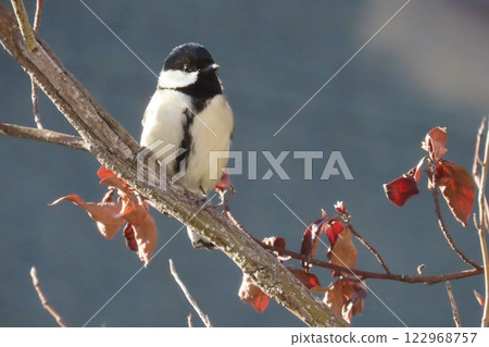 A great tit and a Japanese spicebush tree waiting for spring 122968757