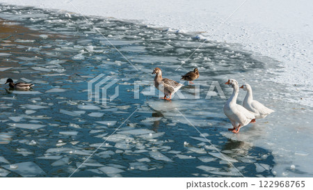 The scenic views of birds, ducks and geese at the lake. High quality photo 122968765