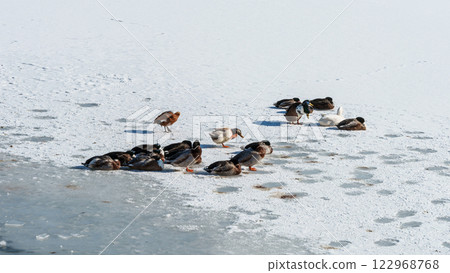 A duck rests on the snowy shore of a lake. High quality photo A duck rests on the snowy shore of a lake. High quality photo 122968768