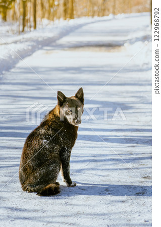 Dog in the winter. High quality photo 122968792