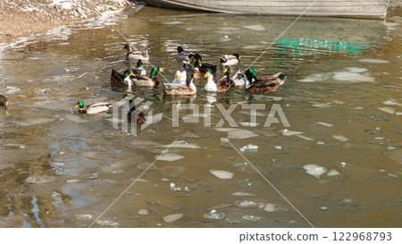 The scenic views of birds, ducks and geese at the lake. High quality photo 122968793