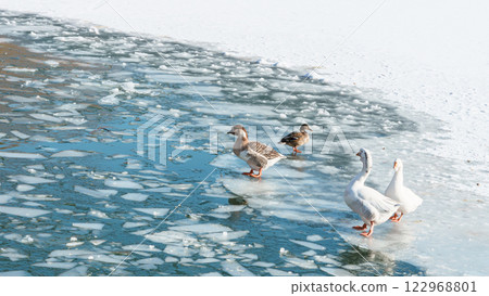 The scenic views of birds, ducks and geese at the lake. High quality photo 122968801