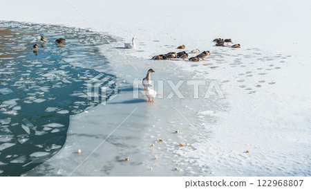 Ducks and swans swimming in the frozen lake in Saillagouse, Pyrenees-Orientales, Languedoc-Rousillon, France. High quality photo 122968807