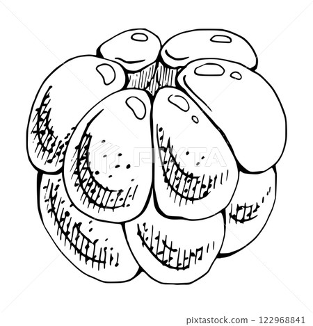 Cloudberry raspberry sloe fruit hand drawn vector ink, forest berry dewberry boysenberry mulberry loganberry. Botanical isolated element illustration. Restaurant, cafe menu, wedding, farmers market 122968841