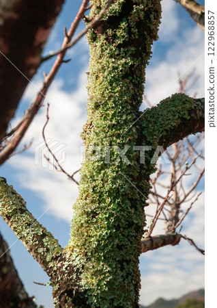 Moss growing on pruned trees 122968857