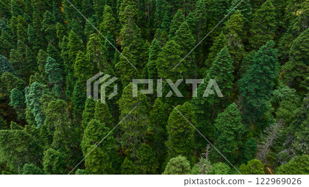 Aerial view of beautiful high altitude forest  mountain landscape 122969026