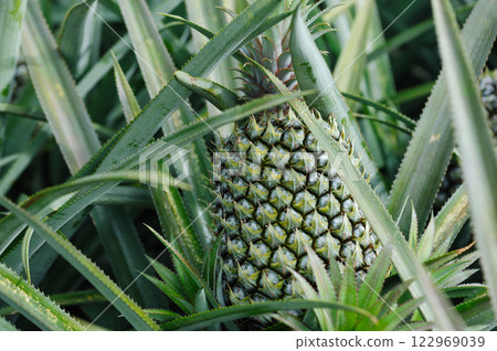 Pineapple grow on tree in garden Pineapple grow on tree in garden 122969039
