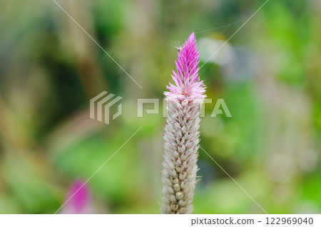 Bidens pilosa beggartick on trouses 122969040