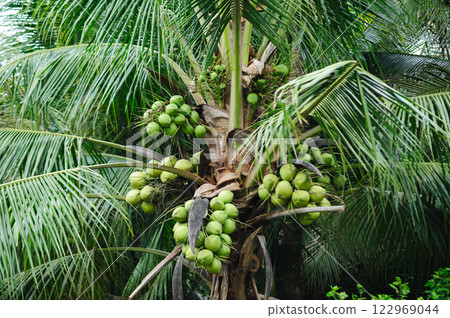 Coconut fruits grow on tree 122969044
