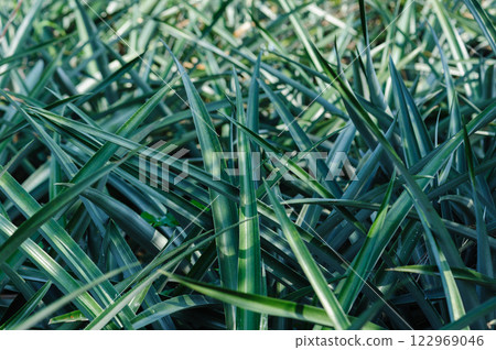 Pineapple grow on tree in garden 122969046