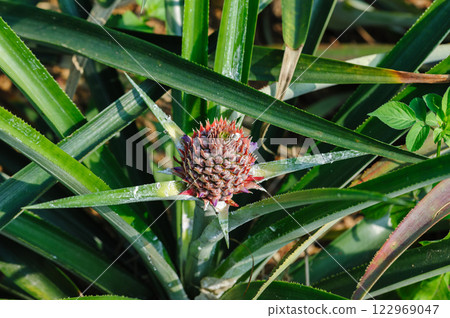 Pineapple grow on tree in garden Pineapple grow on tree in garden 122969047