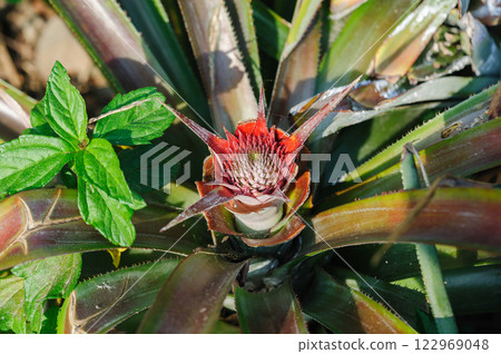 Pineapple grow on tree in garden Pineapple grow on tree in garden 122969048