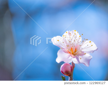 Early bloomed plum blossoms Early bloomed plum blossoms 122969127