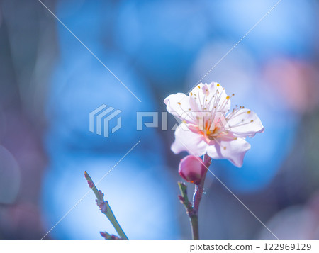 Early bloomed plum blossoms Early bloomed plum blossoms 122969129