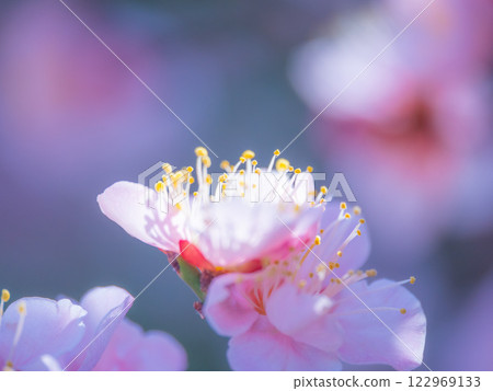 Early bloomed plum blossoms 122969133