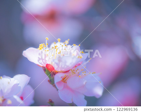 早開的梅花 122969136