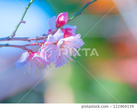 早開的梅花 早開的梅花 122969139