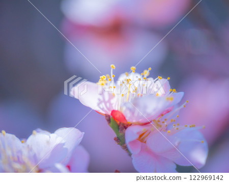 Early bloomed plum blossoms 122969142