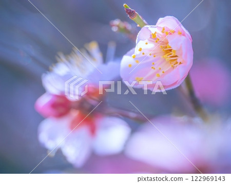 Early bloomed plum blossoms 122969143