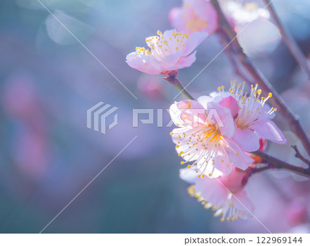 早開的梅花 122969144