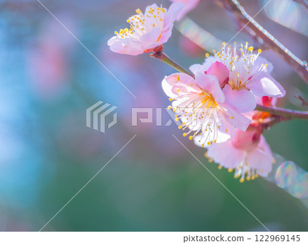 早開的梅花 早開的梅花 122969145