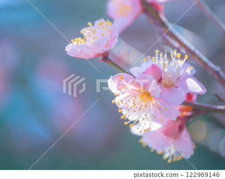 早開的梅花 122969146