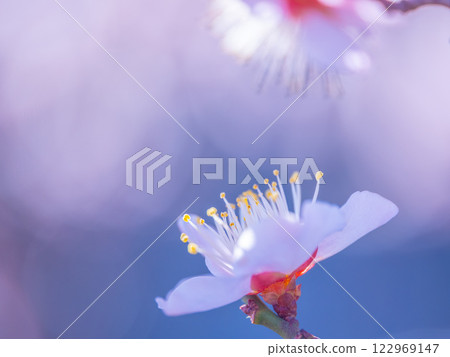 早開的梅花 早開的梅花 122969147