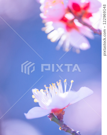 早開的梅花 早開的梅花 122969148