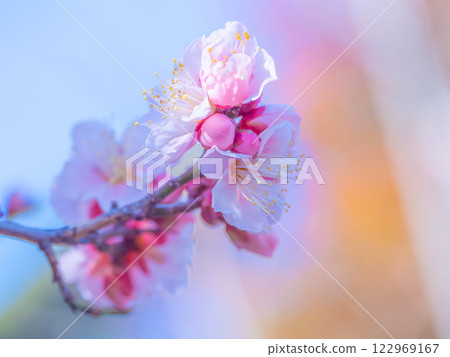早開的梅花 早開的梅花 122969167