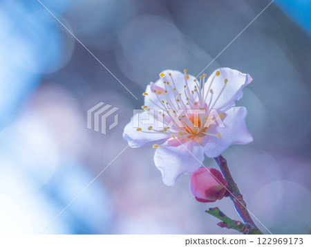Early bloomed plum blossoms Early bloomed plum blossoms 122969173
