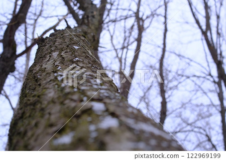 Close-up of a tree trunk with textured bark covered in snow flakes. Shooting from the bottom up creates the effect of immersion in the forest atmosphere. 122969199