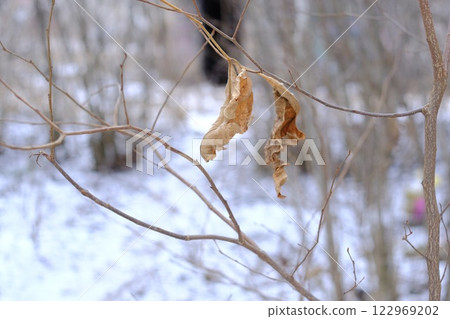 Close-up of tired leaves on the background of a winter park Close-up of tired leaves on the background of a winter park 122969202