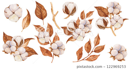 Hand drawn watercolor illustration of cotton plant with brown dry leaves. Vintage botanical art in soft pastel colors. Perfect for textile design, packaging, branding, decor, cards Hand drawn watercolor illustration of cotton plant with brown dry leaves. Vintage botanical art in soft pastel colors. Perfect for textile design, packaging, branding, decor, cards 122969253