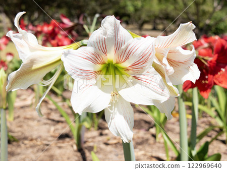 White Amaryllis flower 122969640