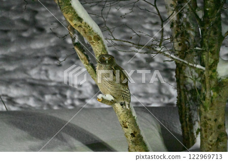 Shimous owl 122969713