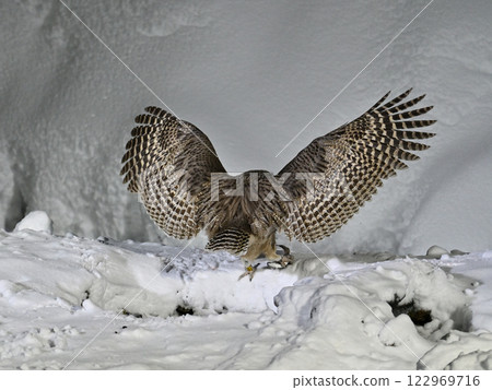 Blakiston's owl back Blakiston's owl back 122969716