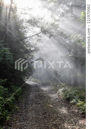 Forest wrapped in fog Forest wrapped in fog 122970062