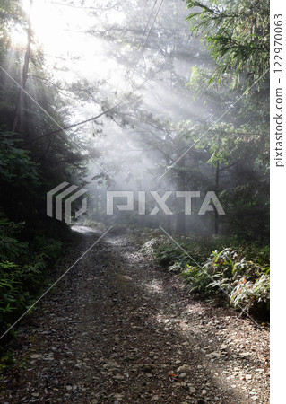 Forest wrapped in fog Forest wrapped in fog 122970063