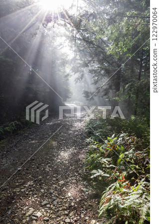 森林被霧包裹著 122970064