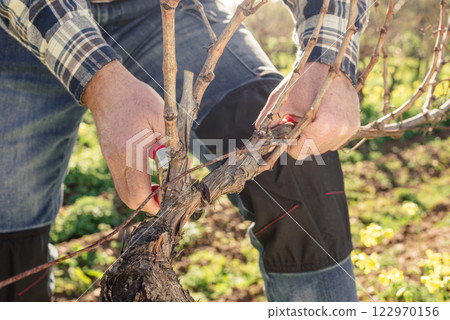 Farmer performs pruning of the vineyard in a winter sunset. Agriculture. Farmer performs pruning of the vineyard in a winter sunset. Agriculture. 122970156