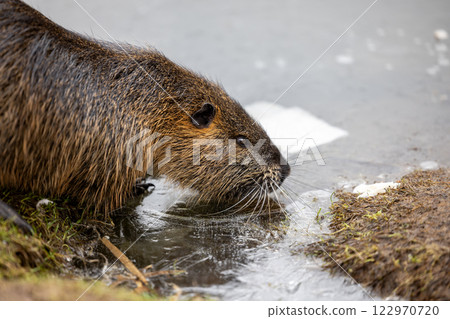 A nutria or coypu (Myocastor coypus) stands on the bank of a frozen pond 122970720