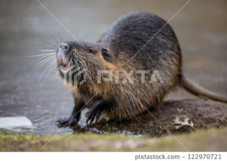 A nutria or coypu (Myocastor coypus) stands on the bank of a frozen pond A nutria or coypu (Myocastor coypus) stands on the bank of a frozen pond 122970721