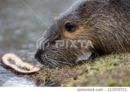 A nutria or coypu (Myocastor coypus) nibbles on a slice of bread on the bank of a pond A nutria or coypu (Myocastor coypus) nibbles on a slice of bread on the bank of a pond 122970722