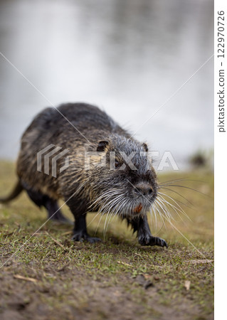 A nutria or coypu (Myocastor coypus) stands on the bank of a pond 122970726