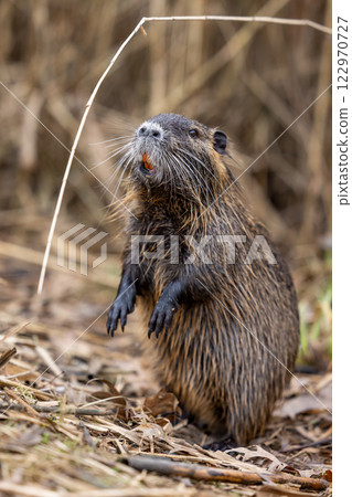 A nutria or coypu (Myocastor coypus) stands in front of reed 122970727