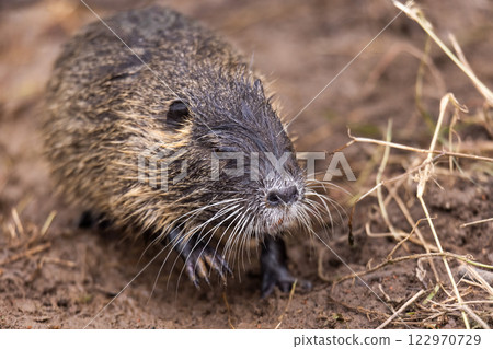 A nutria or coypu (Myocastor coypus) stands on an earthy ground 122970729