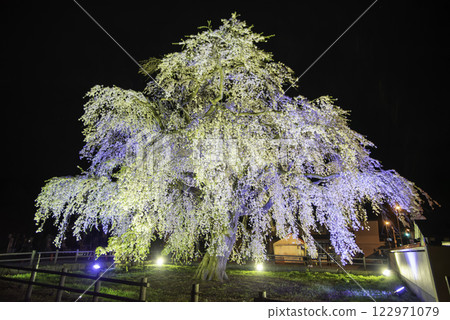點燃深棕色櫻花 122971079