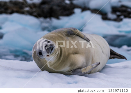 Crabeater Seal resting on a sheet of ice 122971110