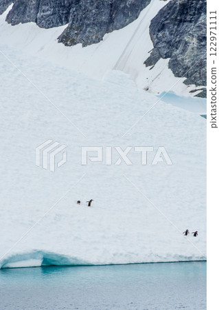 Four Gentoo Penguins on an Iceberg 122971111